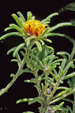 APII jpeg image of Pultenaea petiolaris  © contact APII