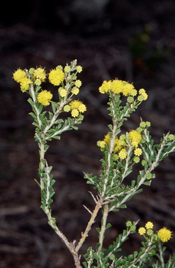 APII jpeg image of Acacia acanthoclada subsp. acanthoclada  © contact APII