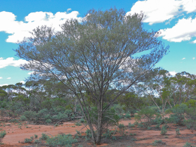 APII jpeg image of Acacia aneura  © contact APII