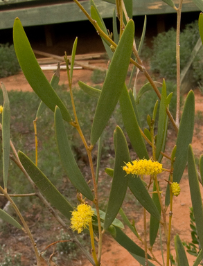 APII jpeg image of Acacia aneura var. major  © contact APII