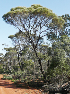 APII jpeg image of Acacia cana  © contact APII