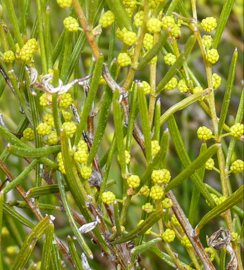 APII jpeg image of Acacia sclerophylla var. sclerophylla  © contact APII