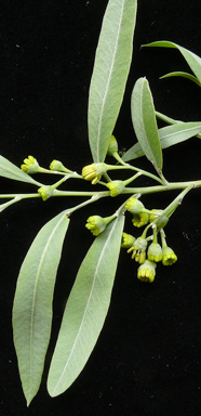 APII jpeg image of Alectryon oleifolius  © contact APII