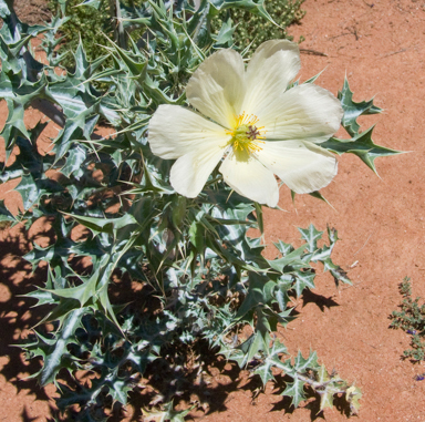 APII jpeg image of Argemone ochroleuca subsp. ochroleuca  © contact APII