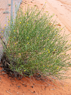 APII jpeg image of Calotis erinacea  © contact APII