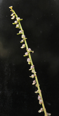 APII jpeg image of Carrichtera annua  © contact APII