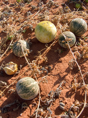 APII jpeg image of Citrullus colocynthis  © contact APII