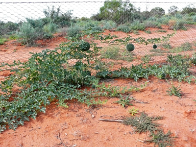 APII jpeg image of Citrullus amarus  © contact APII