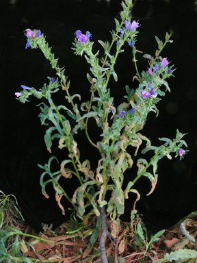 APII jpeg image of Echium plantagineum  © contact APII