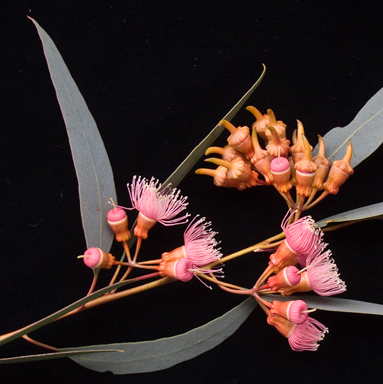 APII jpeg image of Eucalyptus torquata  © contact APII