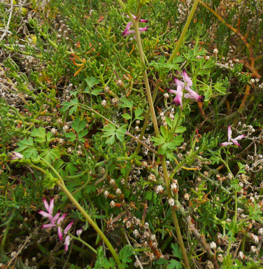 APII jpeg image of Fumaria bastardii  © contact APII