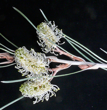 APII jpeg image of Grevillea leucopteris  © contact APII