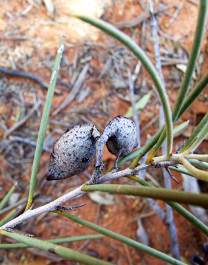 APII jpeg image of Hakea leucoptera subsp. leucoptera  © contact APII