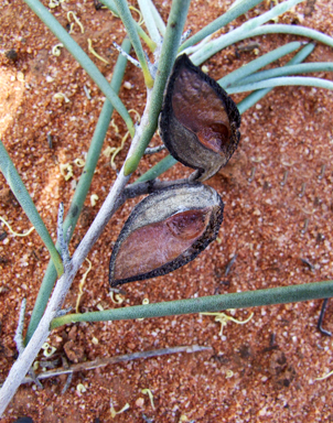 APII jpeg image of Hakea leucoptera subsp. leucoptera  © contact APII