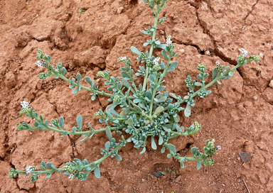 APII jpeg image of Heliotropium curassavicum  © contact APII