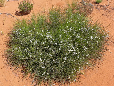 APII jpeg image of Orianthera nuda  © contact APII