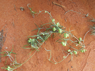 APII jpeg image of Leichhardtia australis  © contact APII