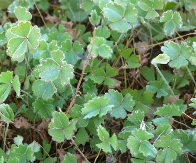 APII jpeg image of Marsilea hirsuta  © contact APII