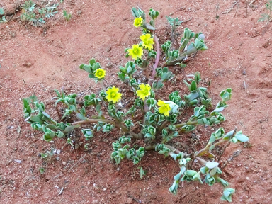 APII jpeg image of Portulaca intraterranea  © contact APII