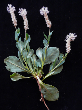 APII jpeg image of Ptilotus exaltatus  © contact APII