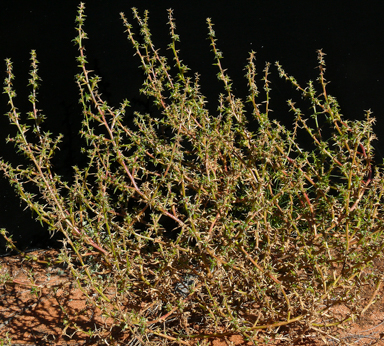 APII jpeg image of Salsola australis  © contact APII
