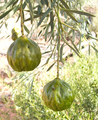 APII jpeg image of Santalum murrayanum  © contact APII