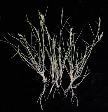 APII jpeg image of Schismus barbatus  © contact APII