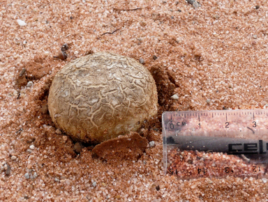 APII jpeg image of Scleroderma sp.  © contact APII