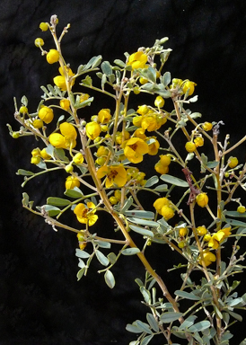 APII jpeg image of Senna artemisioides subsp. x coriacea  © contact APII