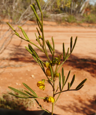APII jpeg image of Senna artemisioides subsp. zygophylla  © contact APII