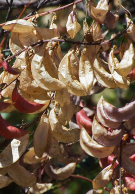 APII jpeg image of Swainsona colutiodes  © contact APII