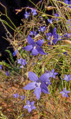 APII jpeg image of Wahlenbergia tumidifructa  © contact APII