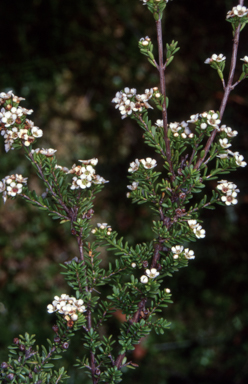 APII jpeg image of Baeckea utilis  © contact APII