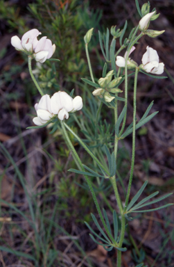 APII jpeg image of Lotus australis  © contact APII