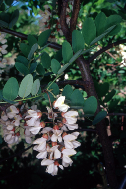 APII jpeg image of Robinia pseudoacacia  © contact APII