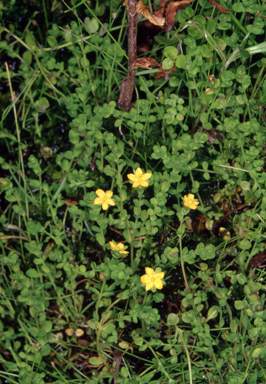 APII jpeg image of Hypericum japonicum  © contact APII