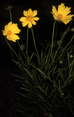 APII jpeg image of Coreopsis lanceolata  © contact APII
