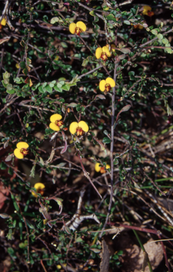 APII jpeg image of Bossiaea buxifolia  © contact APII