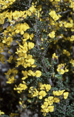 APII jpeg image of Bossiaea foliosa  © contact APII