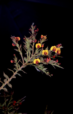 APII jpeg image of Daviesia ulicifolia subsp. ruscifolia  © contact APII