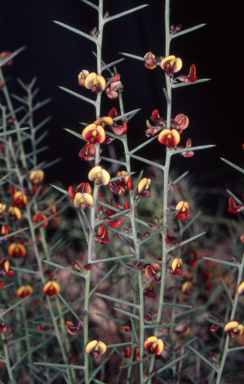 APII jpeg image of Daviesia genistifolia  © contact APII
