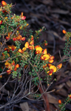APII jpeg image of Pultenaea procumbens  © contact APII