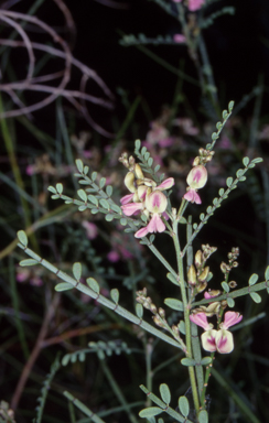 APII jpeg image of Indigofera adesmiifolia  © contact APII