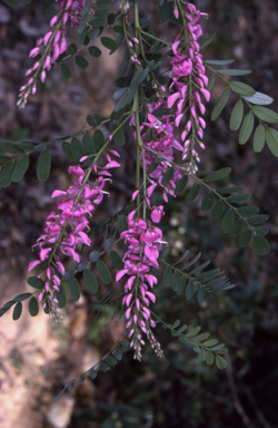 APII jpeg image of Indigofera australis  © contact APII