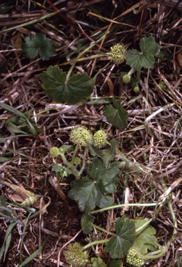 APII jpeg image of Hydrocotyle laxiflora  © contact APII