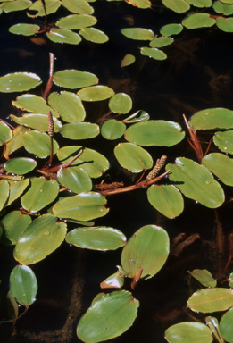 APII jpeg image of Potamogeton tricarinatus  © contact APII