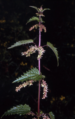 APII jpeg image of Urtica incisa  © contact APII