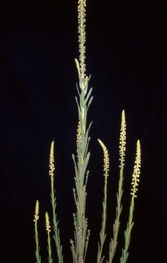 APII jpeg image of Reseda luteola  © contact APII