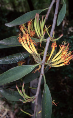 APII jpeg image of Dendrophthoe vitellina  © contact APII