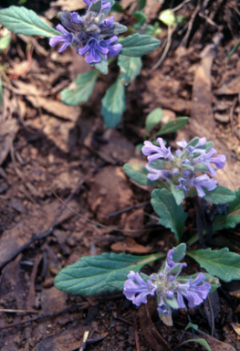 APII jpeg image of Ajuga australis  © contact APII